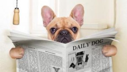 Ученые утверждают: собаки быстрее приучаются к туалету, чем люди