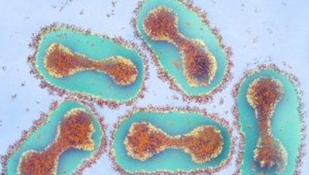 От возникновения оспы до распространения вакцины