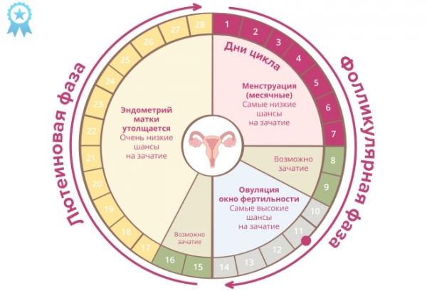 
Климакс и изменения в менструальном цикле 