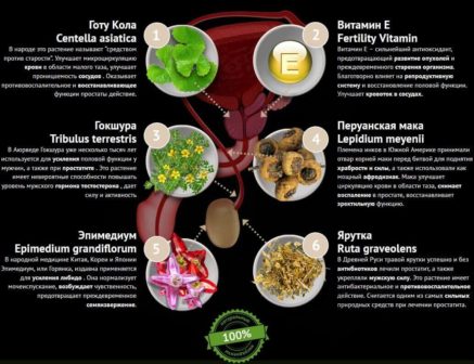 Adenofrin - капсулы для потенции — обзор и инструкция по применению — Фото 6
