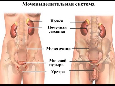 Уринель: Поддержка мочеполовой системы и контроль над мочеиспусканием — Фото 4