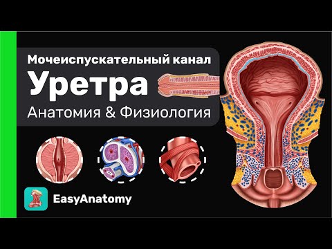 Уринель: Поддержка мочеполовой системы и контроль над мочеиспусканием — Фото 6